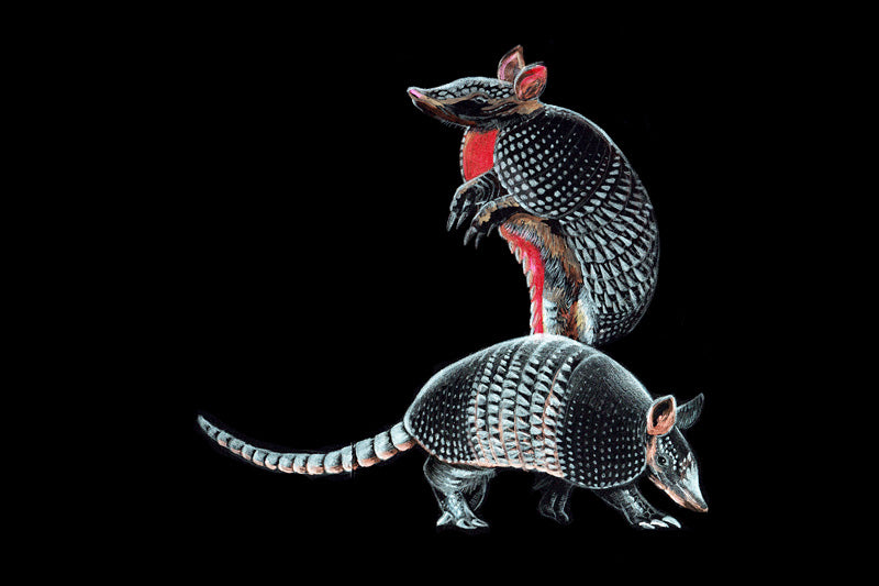 Armadillo: Gene Key 52 – Life Key of Trusting Restraint