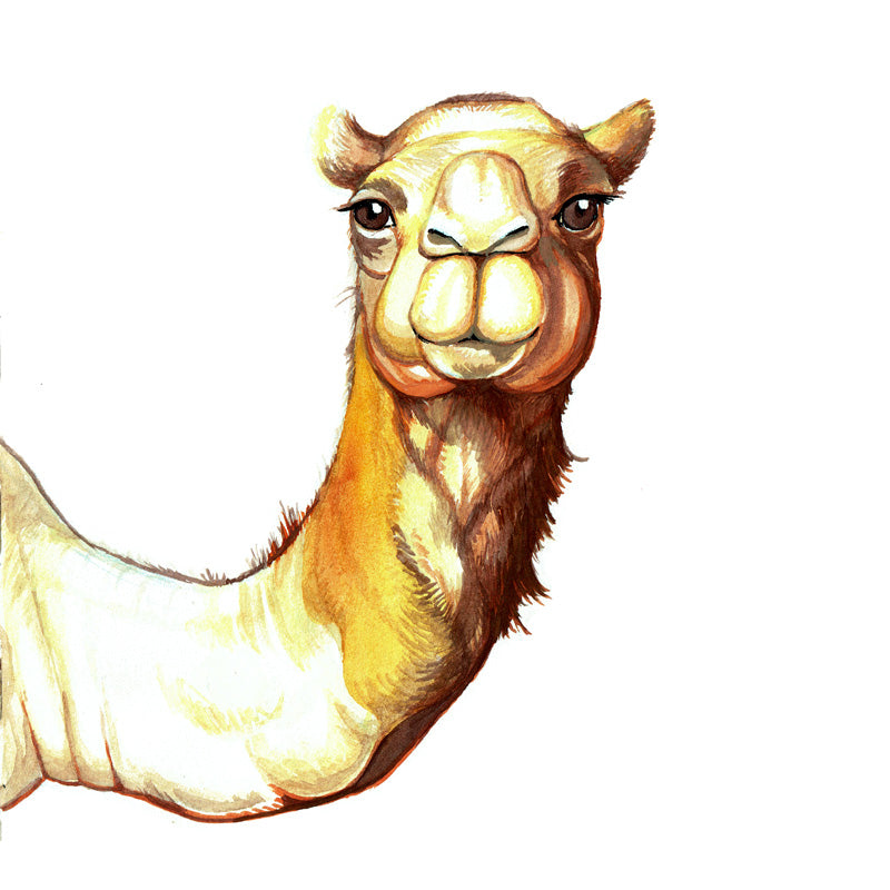 Camel: Gene Key 19 – Gift of Sensitivity & Subtlety