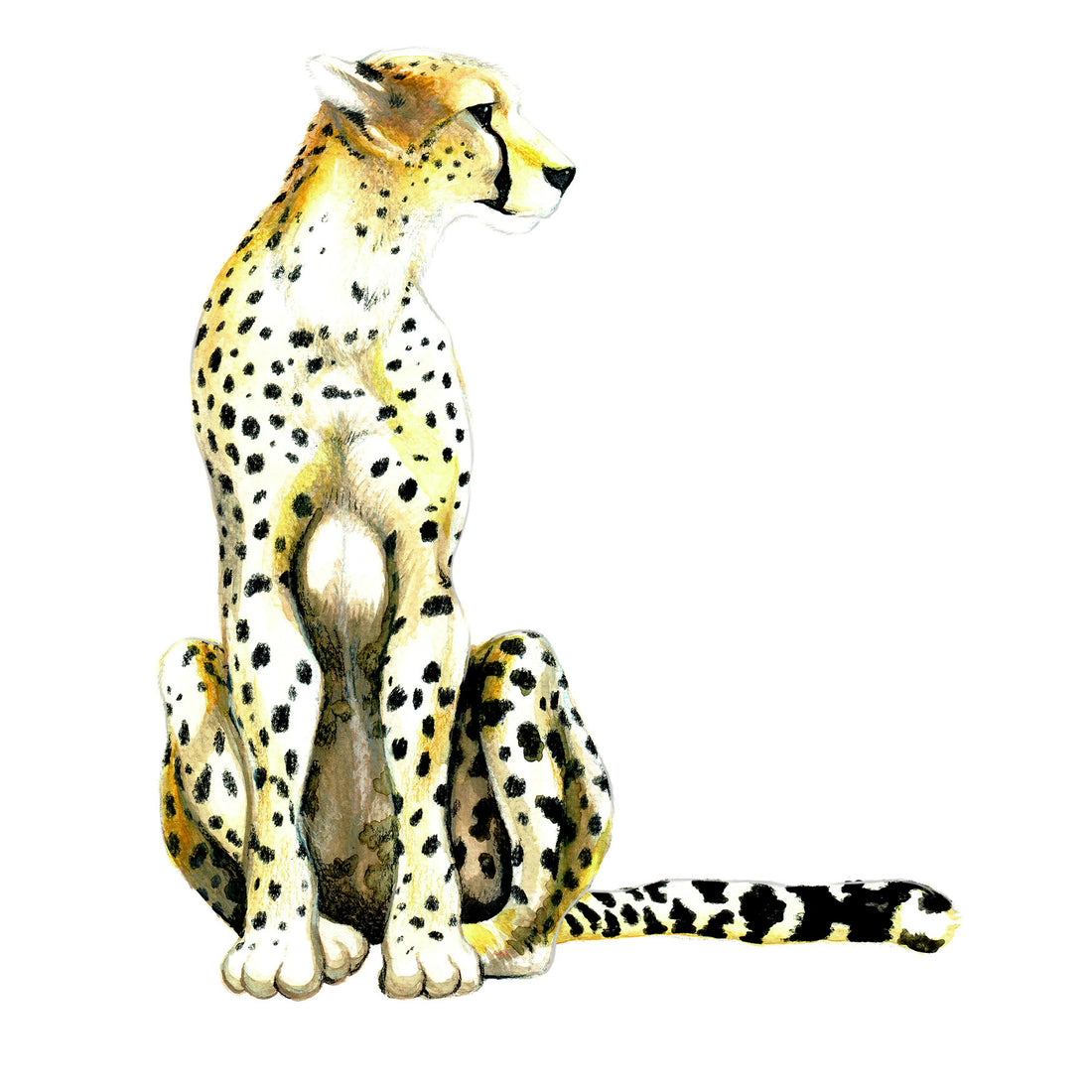 Cheetah: Gene Key 28 – Dream Arc Life Key of Balanced Totality