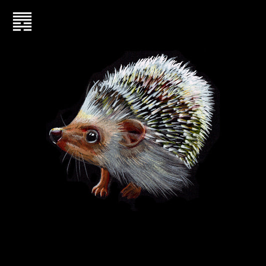 Hedgehog: Gene Key 6 – The Life Key of Diplomatic Communication