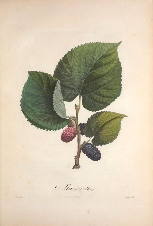 The Miracle Mystery Mulberry